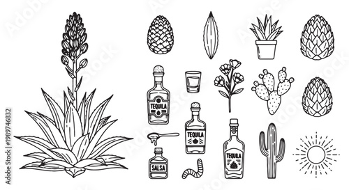 Vintage agave plant and tequila production icons, hand drawn blue agave cactus and mezcal bottles, 15 black and white outline vector elements