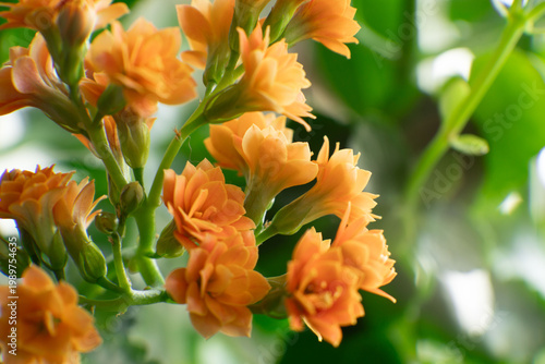 Foto Cluster of bright orange Kalanchoe flowers flourishing with vivid petals and lush green leaves in the background