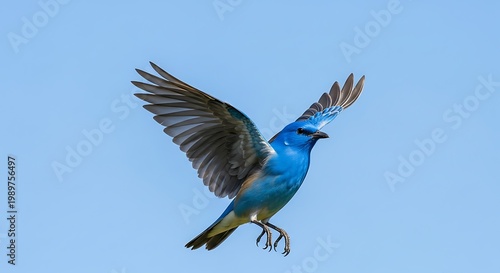 Brilliant blue avian creature performs flight against clear sky background