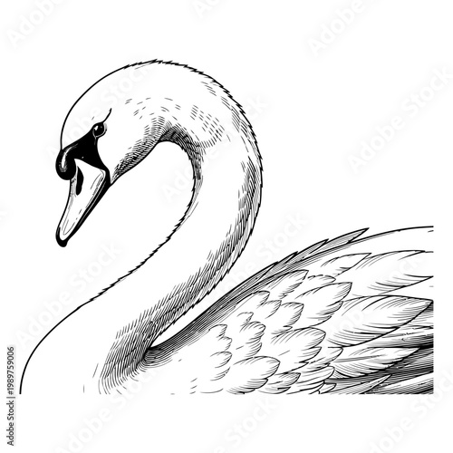 A detailed illustration of a swan's head and neck showcasing its feathers and beak in a serene natural environment