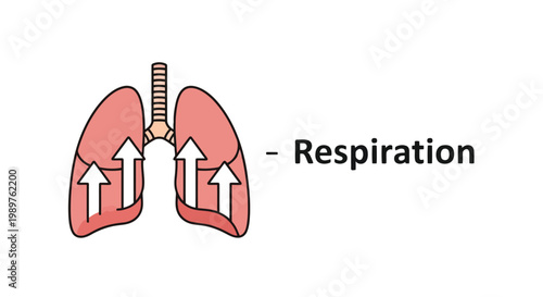 Lungs illustration representing respiration with upward arrows isolated on white background