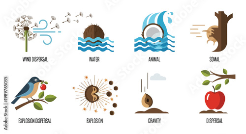 Plant seed dispersal methods infographic vector illustration isolated on white background