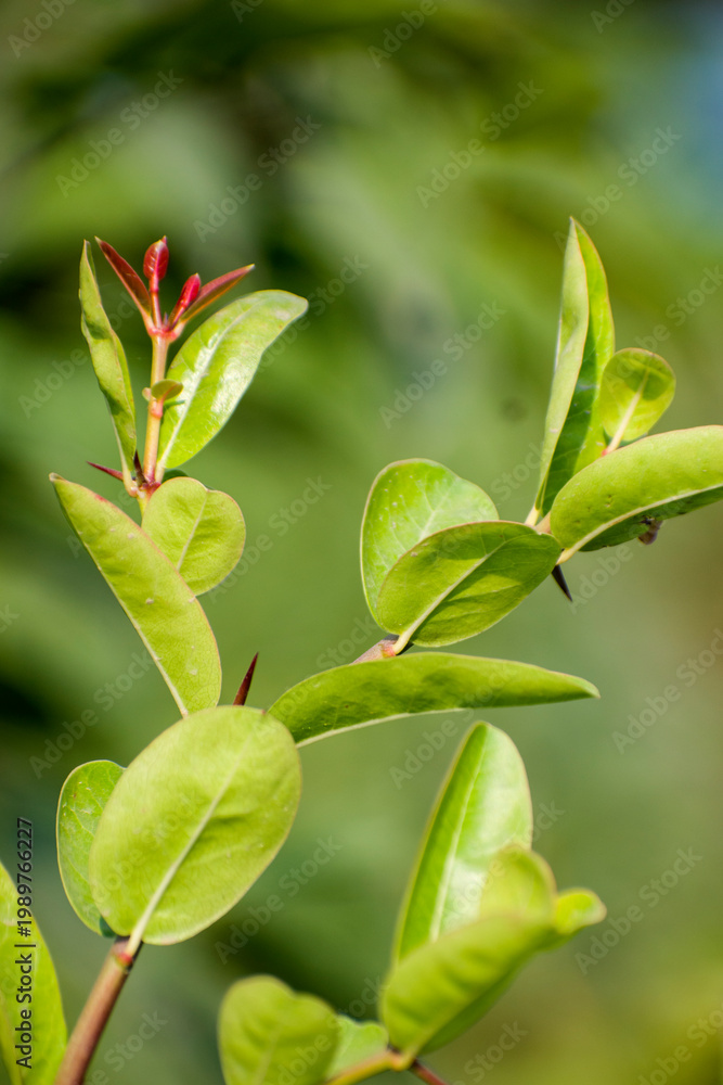 Fototapeta premium Fresh Carissa carandas karonda fruit on green branch.