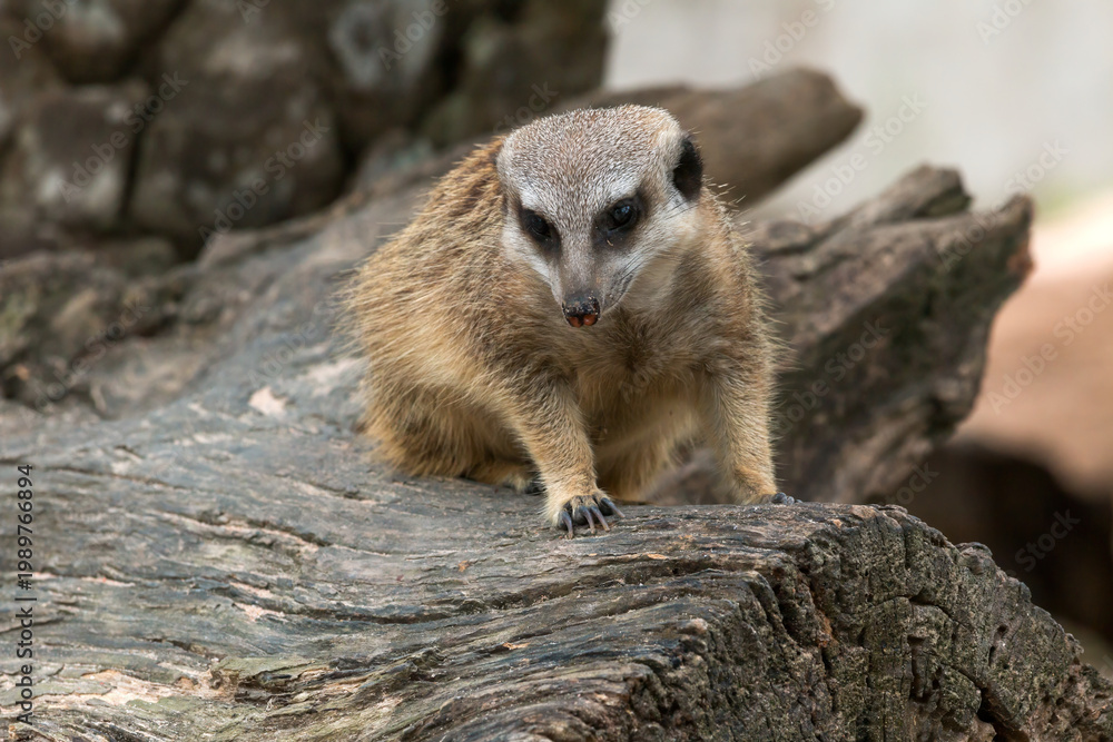 Fototapeta premium Meerkat sitting on wooden log looking alert, small mammal wildlife in natural habitat, showcasing animal behavior, curiosity and survival instinct in outdoor environment nature photography