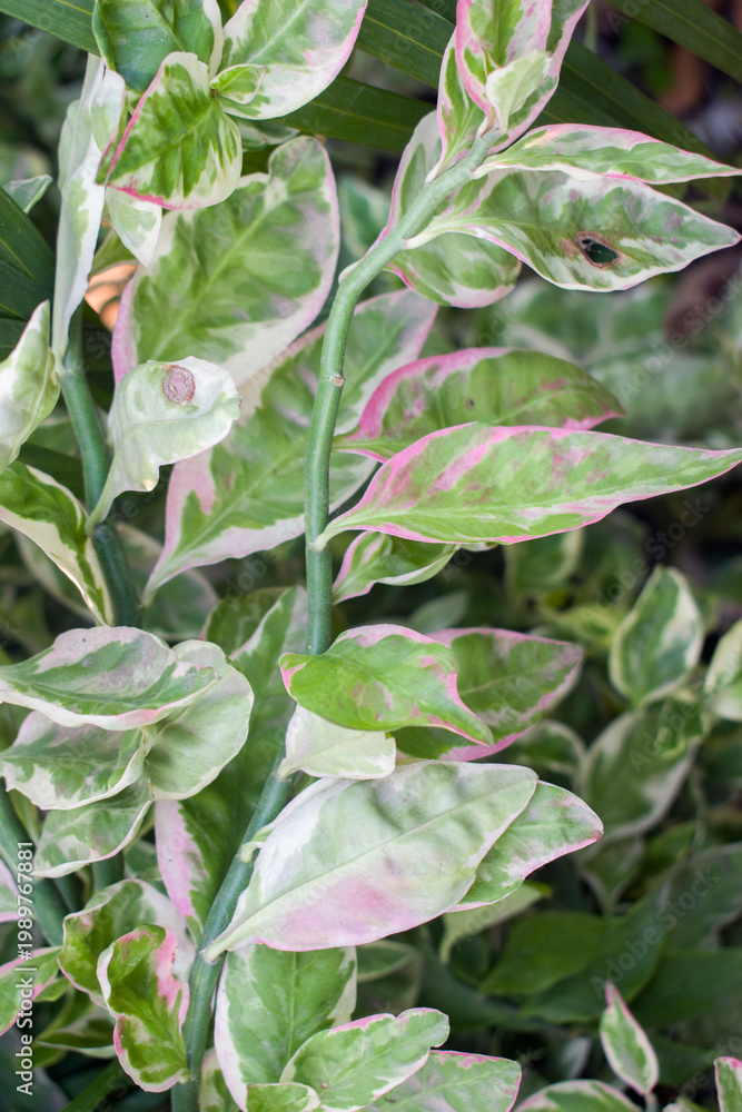 Obraz premium Variegated Euphorbia tithymaloides devils backbone.