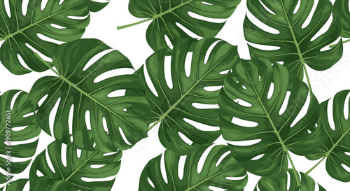 Tropical monstera leaves pattern, lush green foliage, exotic jungle plants, natural background, botanical design element, isolated on white, vector illustration for decoration and design