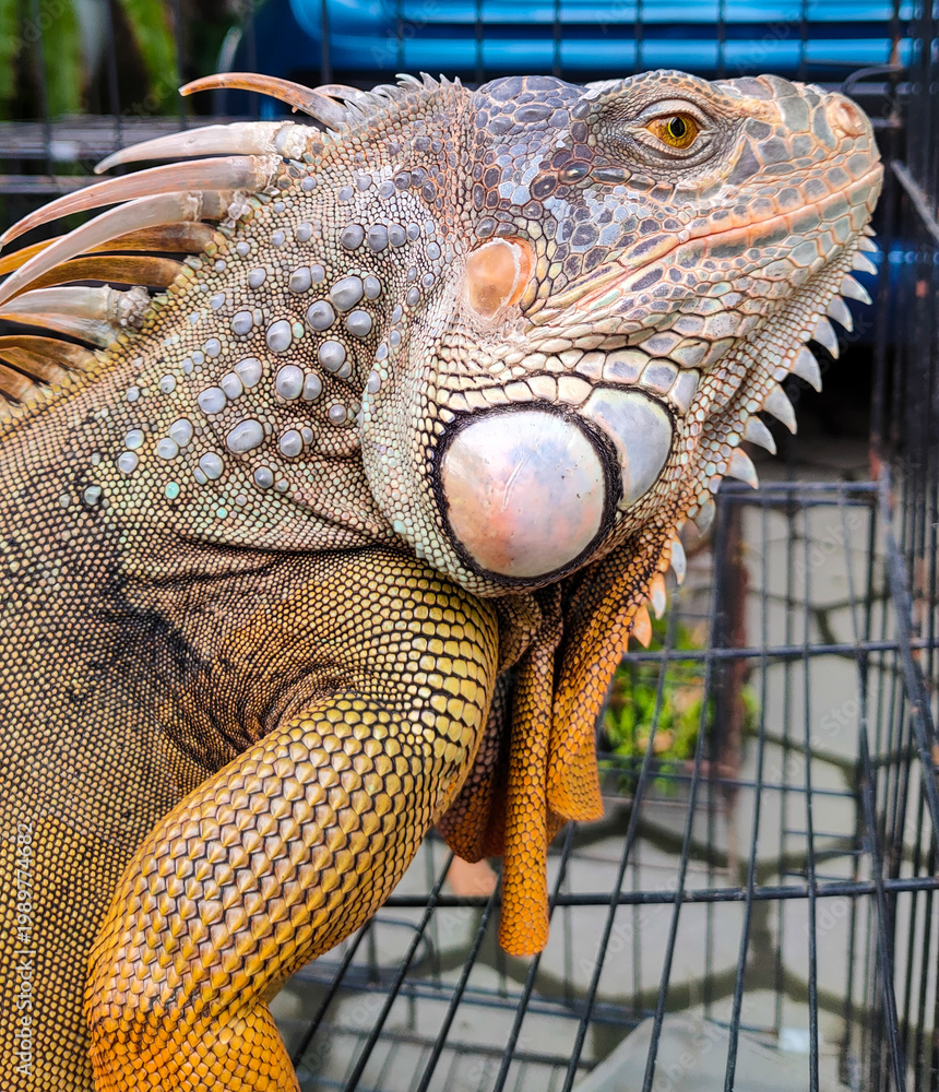 Obraz premium old red iguana on the cage