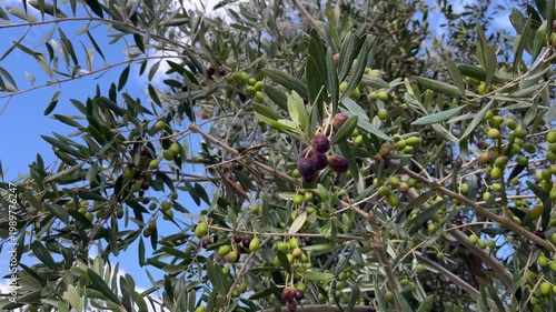 Branches show clusters of green and black olives under a clear blue sky in the late summer season