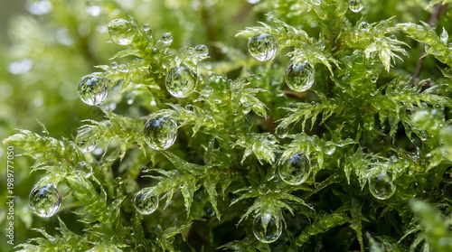A close-up view of vibrant green moss with numerous clear water droplets glistening on its delicate fronds in a serene natural setting.