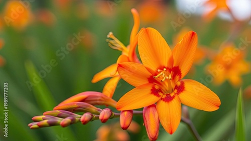 A vibrant orange flower blooms in a lush green garden with buds