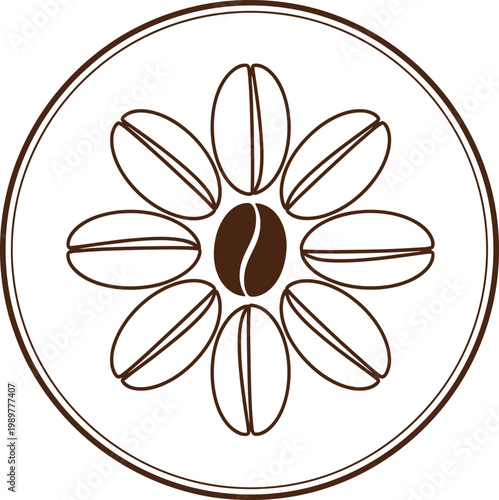 Coffee bean cross section illustration a detailed botanical sketch