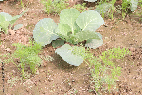 carrot and cabbage on farm for harvest are cash crops