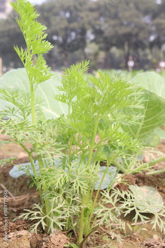 carrot and cabbage on farm for harvest are cash crops