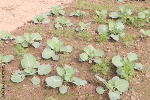 carrot and cabbage on farm for harvest are cash crops