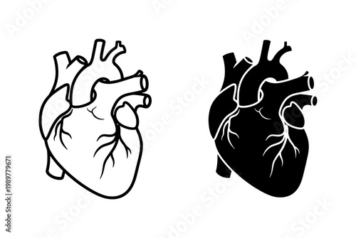 Anatomical human heart vector icons, realistic medical organ illustrations, black and white cardiac system symbols for healthcare and science education