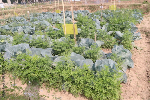 carrot and cabbage on farm for harvest are cash crops