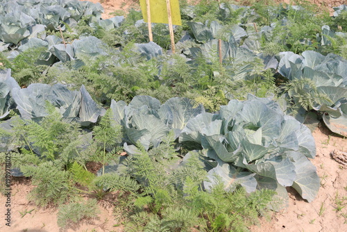 carrot and cabbage on farm for harvest are cash crops
