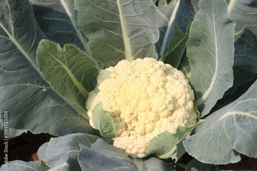 Cauliflower seedling on farm for harvest
