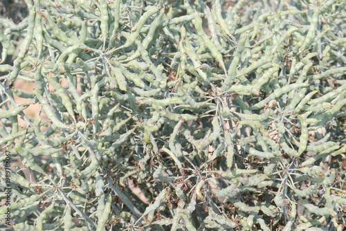 Cauliflower seedling on farm for harvest