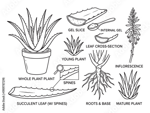 Aloe vera plant botanical vector illustration collection with gel slices and medicinal leaf parts.