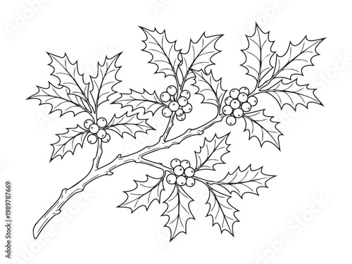 Holly branch with berries vector illustration isolated on transparent background.