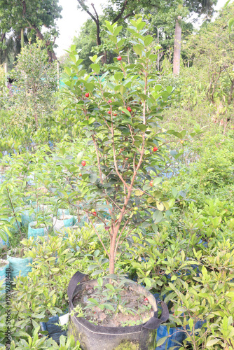 Cedar Bay Cherry, Eugenia reinwardtiana, Australian Beach Cherry, beach cherry, mountain stopper fruit plant
