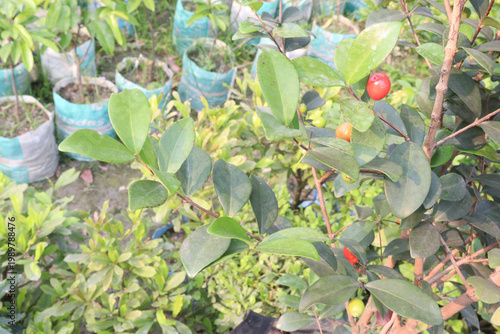 Cedar Bay Cherry, Eugenia reinwardtiana, Australian Beach Cherry, beach cherry, mountain stopper fruit plant