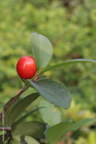 Cedar Bay Cherry, Eugenia reinwardtiana, Australian Beach Cherry, beach cherry, mountain stopper fruit plant