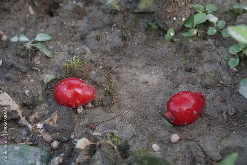 Cedar Bay Cherry, Eugenia reinwardtiana, Australian Beach Cherry, beach cherry, mountain stopper fruit