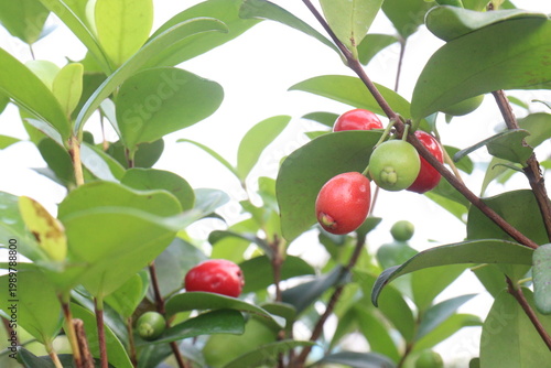 Cedar Bay Cherry, Eugenia reinwardtiana, Australian Beach Cherry, beach cherry, mountain stopper fruit plant