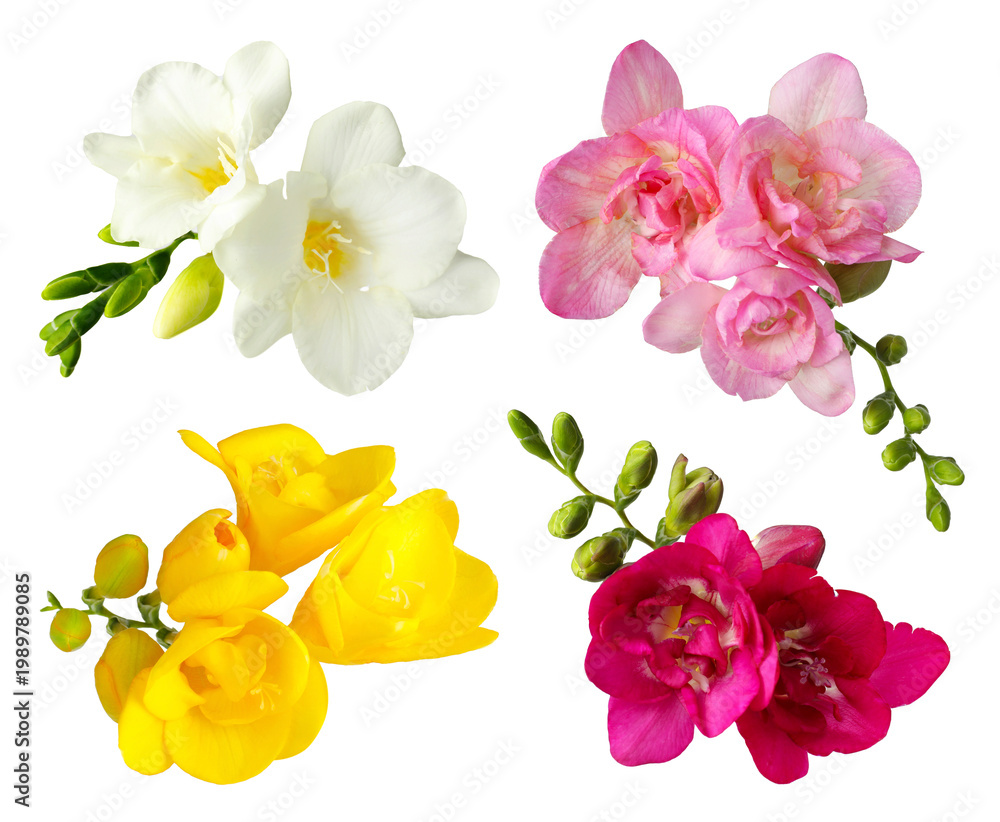 Naklejka premium Freesia flowers in different colors isolated on white, set