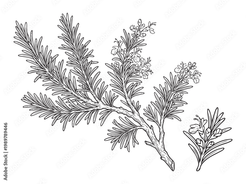 Fototapeta premium Rosemary vector illustration: aromatic herb branch with needle-like leaves and tiny flowers.