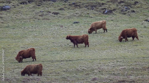 Highland cows in Mull.