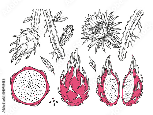 Dragon fruit vector illustration set: pitaya with flowers, buds, cactus, and sliced fruit.