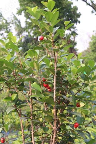 Cedar Bay Cherry, Eugenia reinwardtiana, Australian Beach Cherry, beach cherry, mountain stopper fruit plant