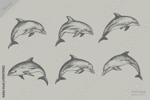 Dolphin in vintage engraving style vector illustration. Hand drawn dolphin. Vector illustration in sketch style.