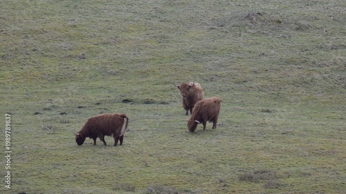 Highland cows on Mull, in April, 2026.
