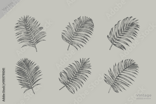 Vintage sketch tropical palm leaf set. set of beach palm leaf Vector illustration