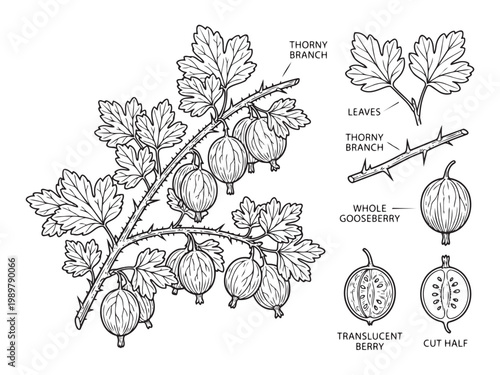 Gooseberry plant parts with thorny branch and translucent berries hand drawn vector illustration set.