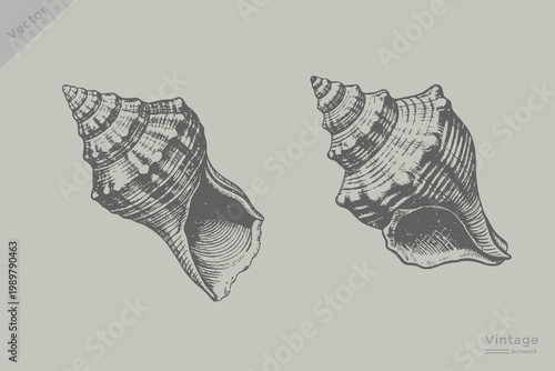Hand drawn Seashells collection vintage marine sketch illustration set. Vintage engraving style ocean beach element shell