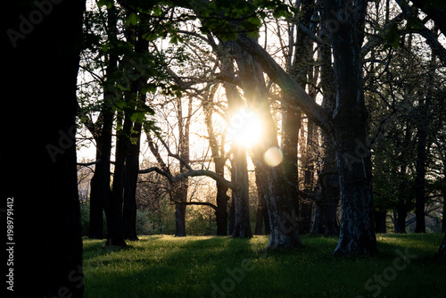 Die tief stehende Sonne scheint durch die Zweige von großen Parkbäumen