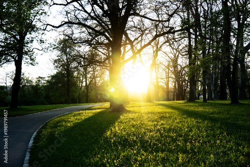Die tief stehende Sonne scheint durch die Zweige von großen Parkbäumen