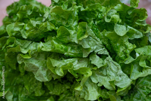 Nahaufnahme eines grünen Batavia-Salatkopfs