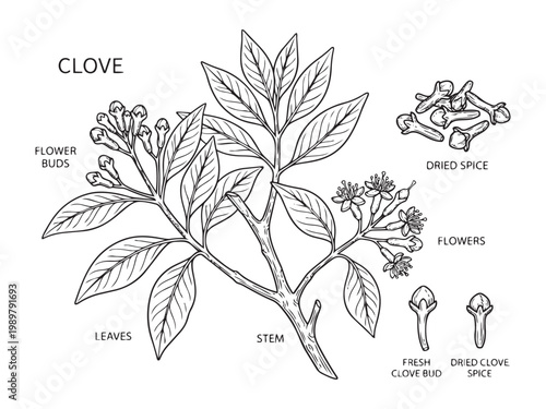 Clove plant botany vector illustration showing flower buds leaves stem flowers dried spice fresh clove bud