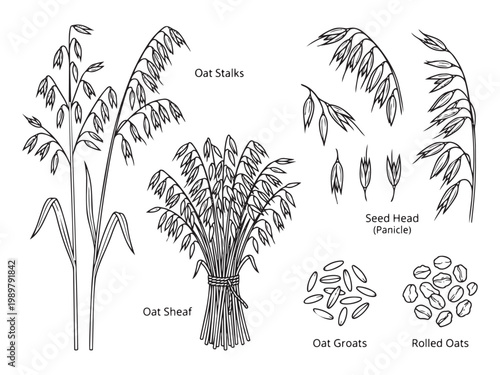Oat vector illustration, detailed botanical drawing of stalks, sheaf, seed head, groats, rolled oats.
