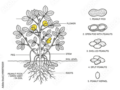 Peanut plant pods flower peg stem roots shelled split kernels vector illustration.