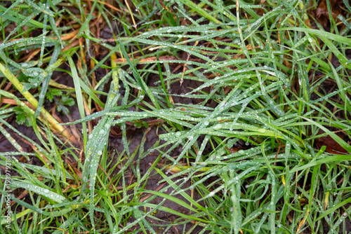 Nahaufnahme von frischen Grashalmen, mit Morgentau bedeckt