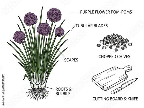 Chives plant and chopped chives with cutting board and knife hand drawn vector illustration.