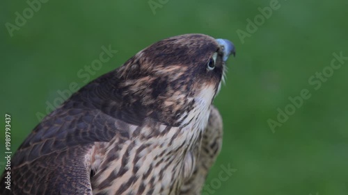 Peregrine Falcon portrait.