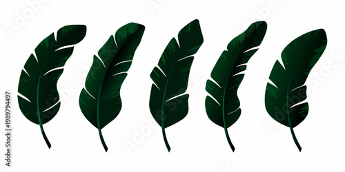 A collection of five dark green tropical palm leaves displayed vertically